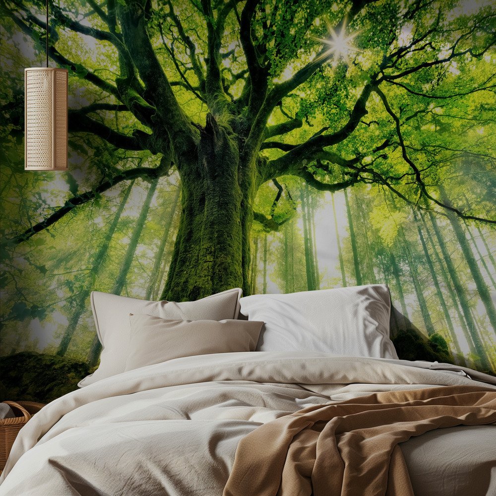 Sunlit Ancient Tree