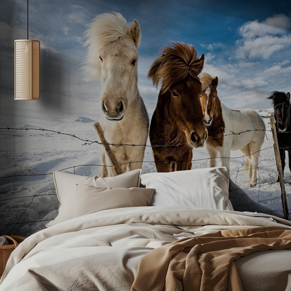 Curious Icelandic Horses
