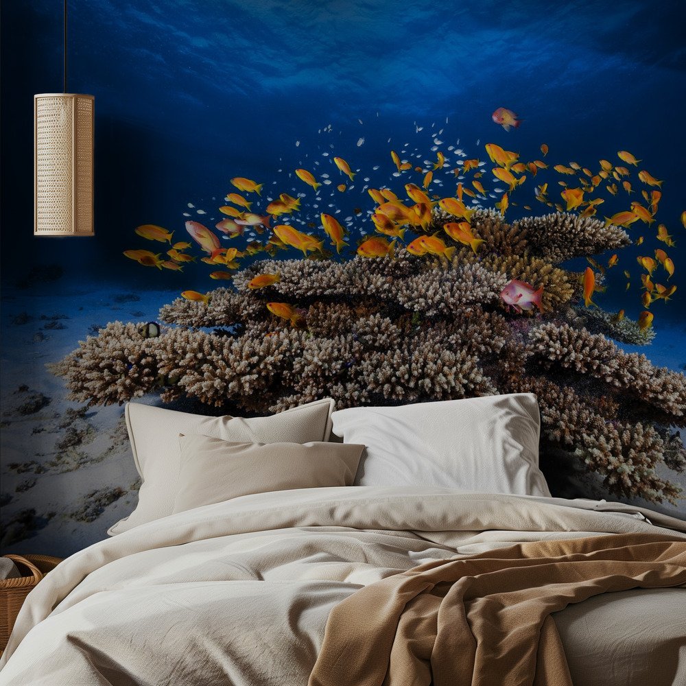 Schooling Orange Fish