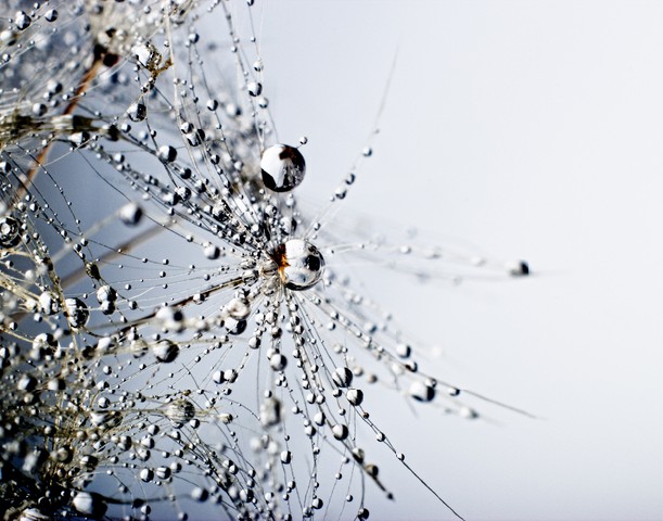 Abstract macro photo of plant seeds with water drops
