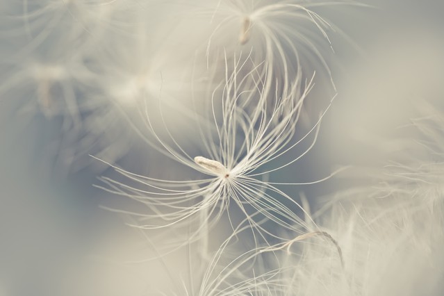 Abstract photo of white feather