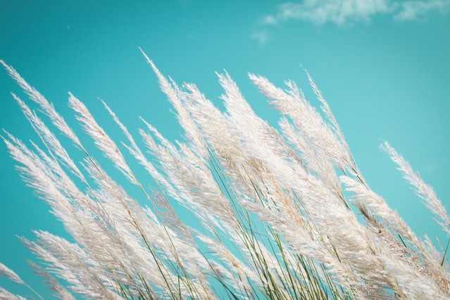 Abstract softness white Feather Grass