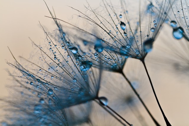 Big dandelion seed