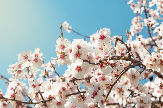 Cherry Blossoms Spring Flowers