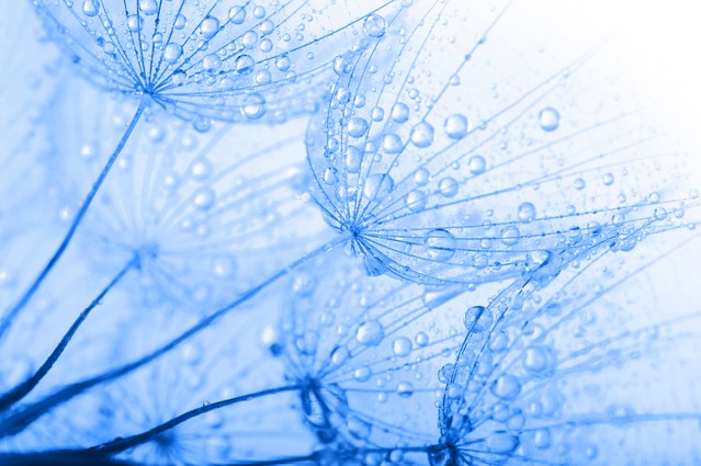 Dandelion seeds with water drops