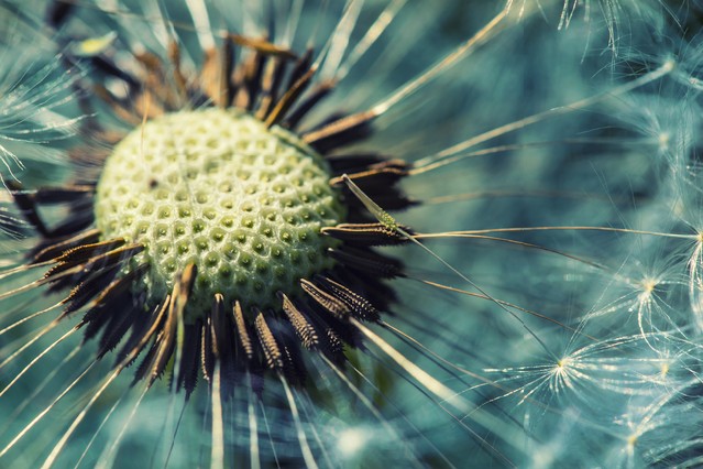 Dandelion