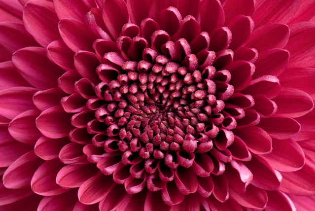 Fresh flowers