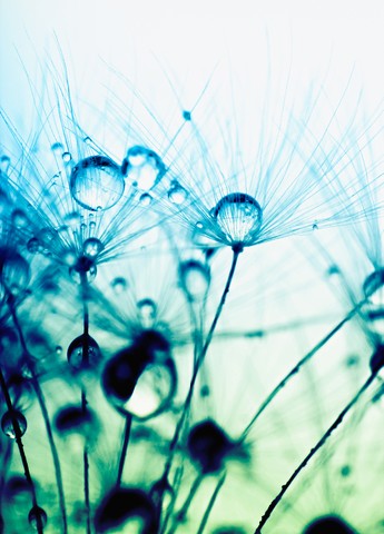 Macro photo of plant seeds with water drops