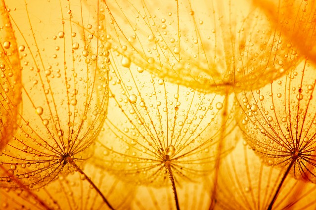 Photo of dandelion seeds with water drops