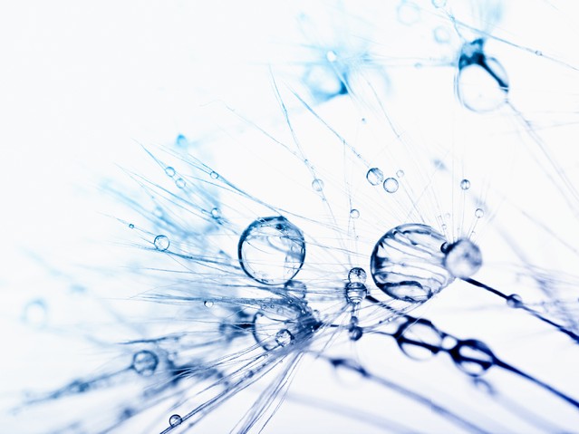 Plant seeds with water drops