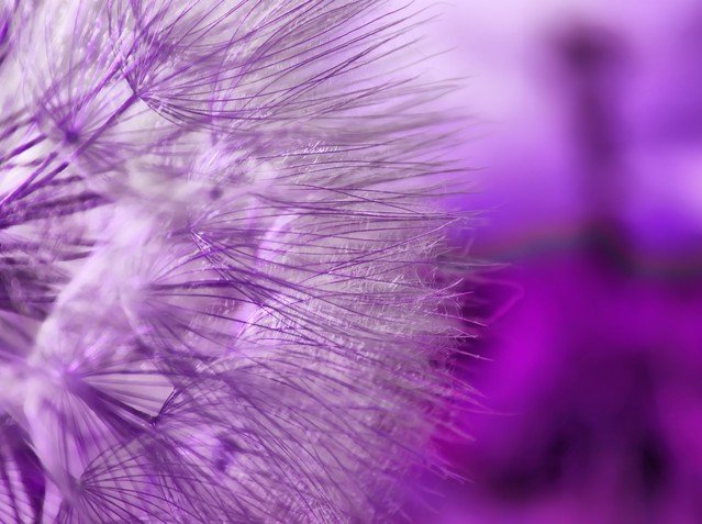 Purple abstract macro photo of dandelion