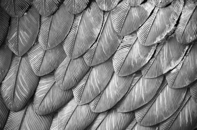 Statue's eagle feathers