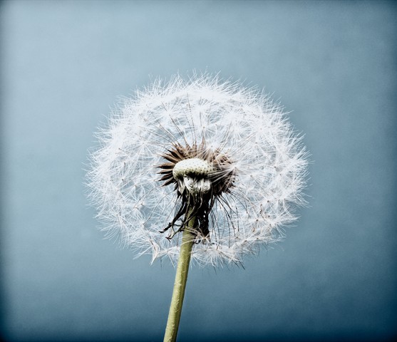 The Dandelion