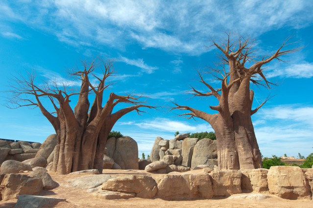 Baobab Tree at blue sky background