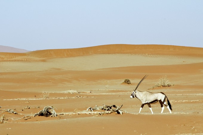 Wandering dune of Sossuvlei in Namibia with Oryx walking on it