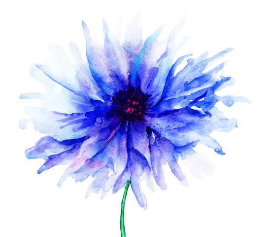 Blue Colored Cornflowers, watercolor illustration