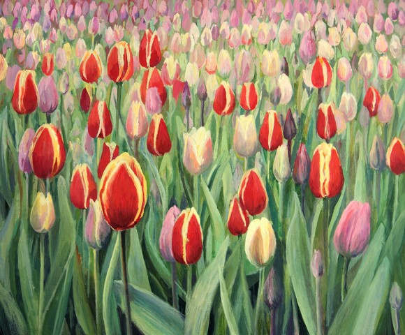 Colorful red, pink and yellow blooming tulips on display in Keukenhof Gardens, Netherlands