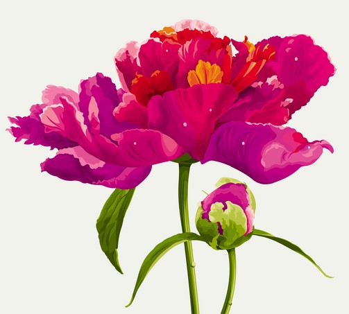 Luxurious red peony flower and the bud painted in bright colors