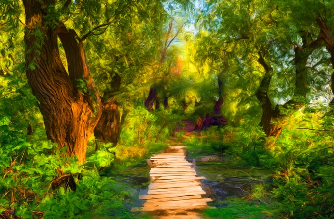 Small wooden bridge over creek in forest