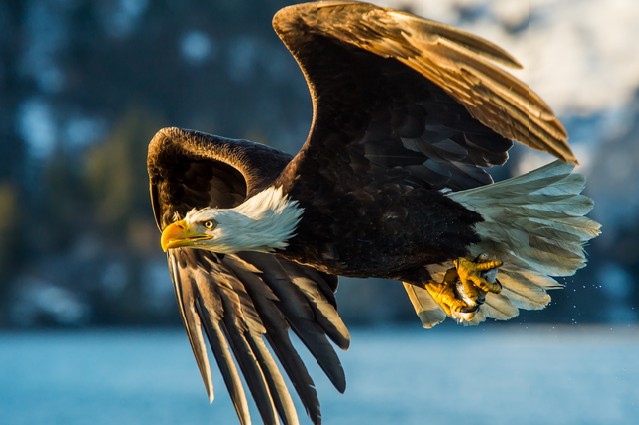 American bald eagle catching a fish in alaskan waters