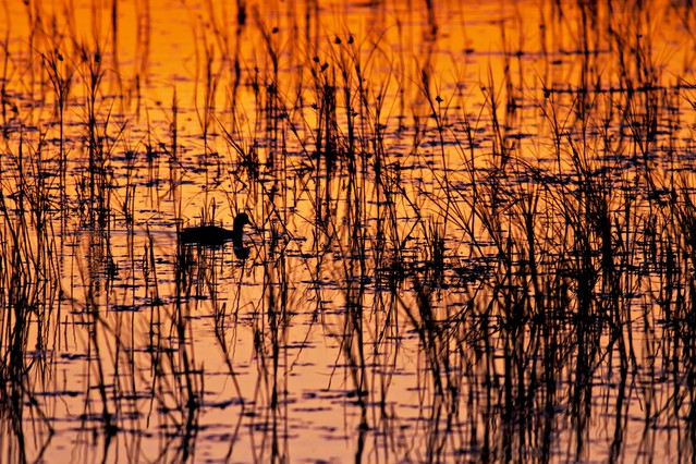 Eurasian Coot at sunset