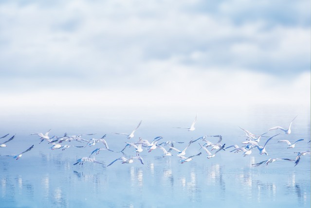 Flock of seagulls flying over lake, reflection of birds on water surface