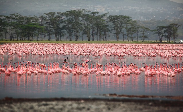 Flocks of flamingo, Africa, Kenya, Lake Nakuru