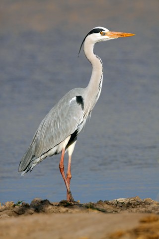 Grey heron (Ardea cinerea) standing in natural habitat, South Africa