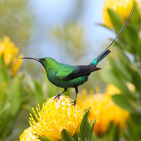 Malachite Sunbird on a protea