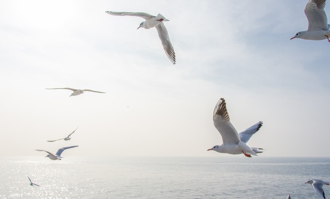 Seagulls mid-flight over the sea