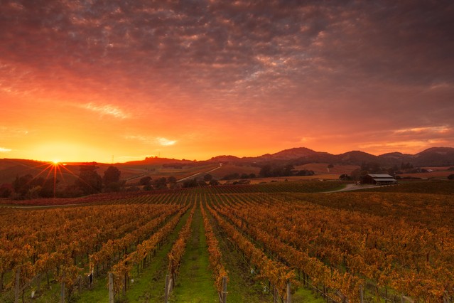 A dramatic sunrise over the vineyards of world famous Napa Valley in Autumn