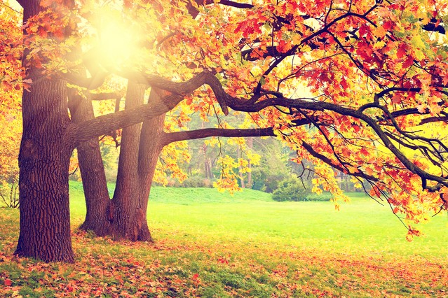 Autumn leaves landscape