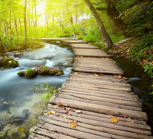 Boardwalk in the park