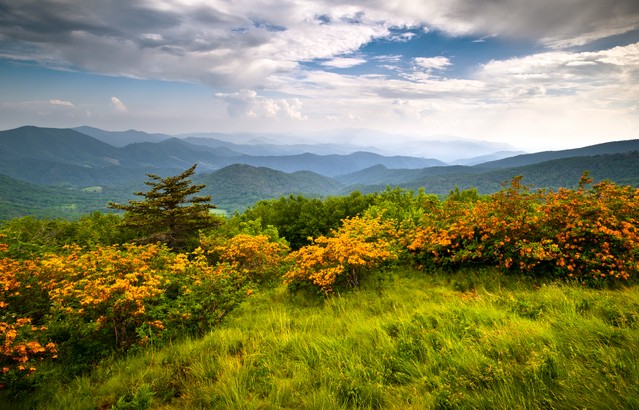 Flame Azalea Blooms Blue Ridge Mountains