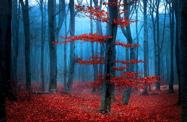 Foggy day into the forest during autumn