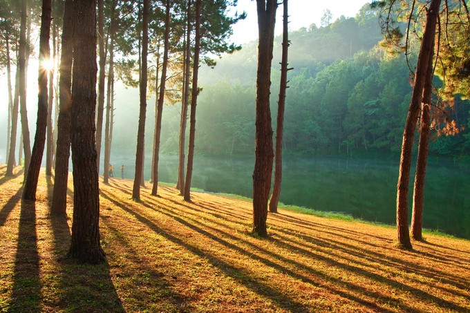 Pang Ung Forestry Plantations, Maehongson Province, North of Thailand