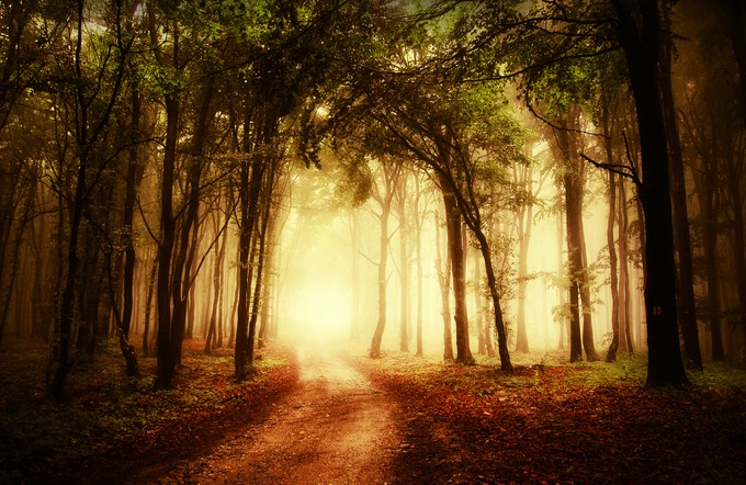 Road through a golden forest at autumn