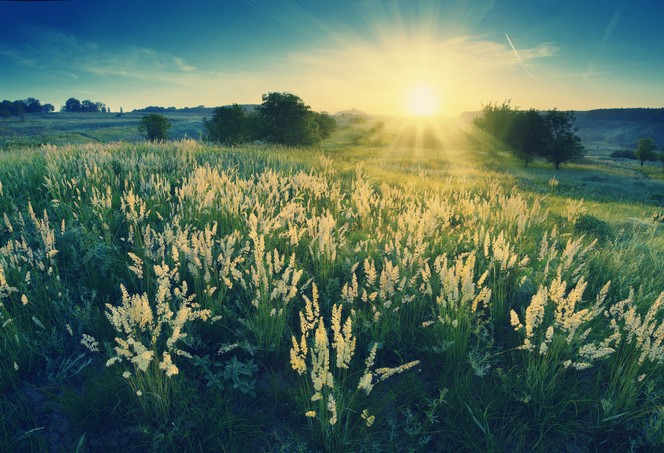 Vintage picture - Magic sunrise in the valley of high grass