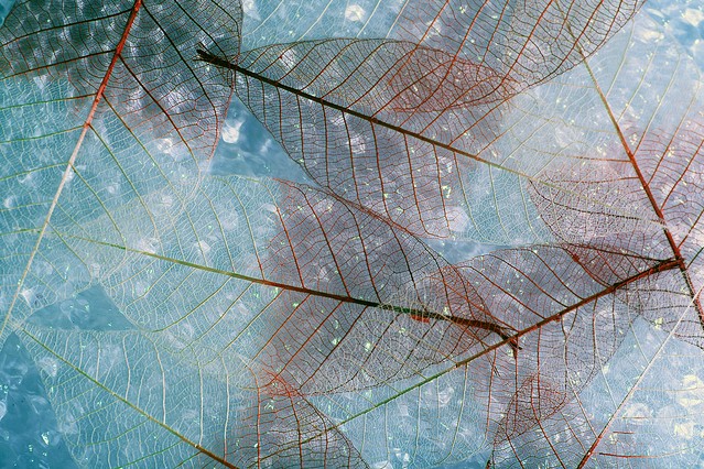 Abstract skeleton leaves background