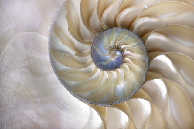 An amazing fibonacci pattern in a nautilus shell