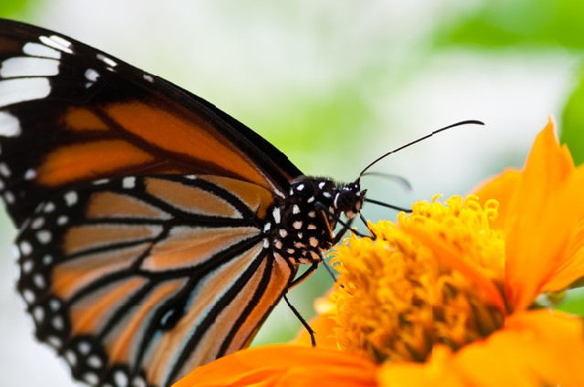 Butterfly is sucking nectar from mexican sunflower pollen