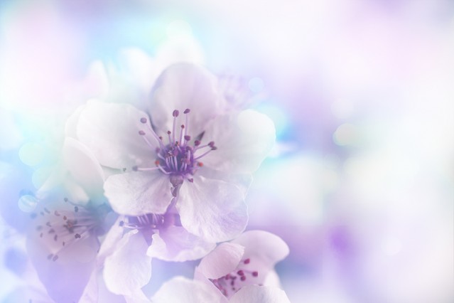 Cherry tree Blossom over nature background