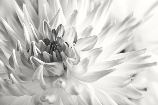 Closeup of dahlia flower macro studio shot