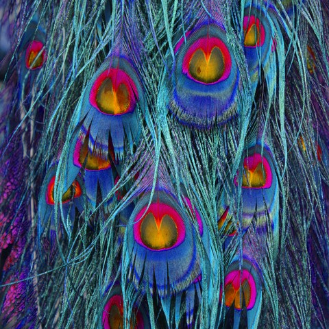 Colorful peacock feathers