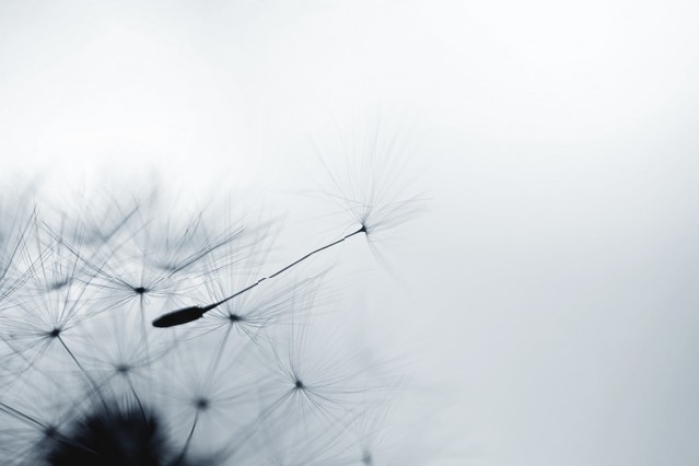 Dandelion flower - Extreme closeup with soft focus