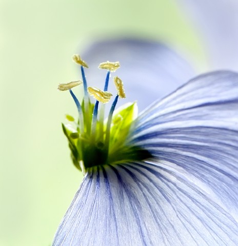 Flax flowers close up on the field