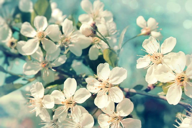 Flowers of the cherry blossoms on a spring day