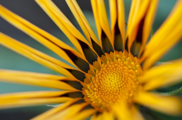 Gazania macro