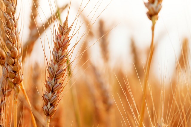 Golden ears of wheat on the field