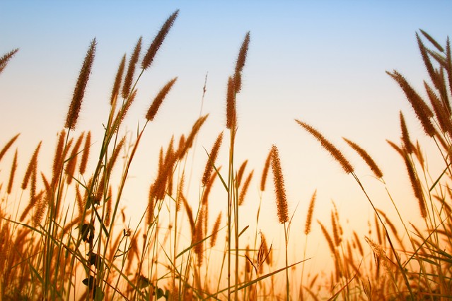 Grass in wind